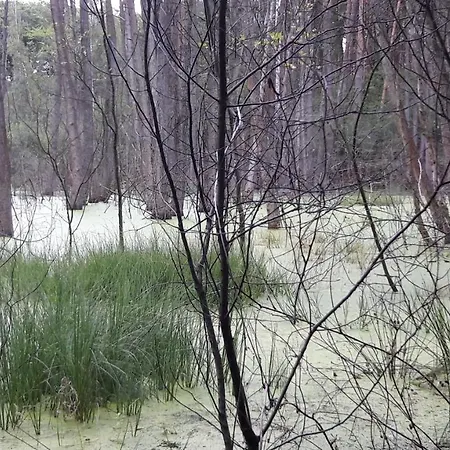 Seeblick * Grosser Mochowsee * Oberer Spreewald *